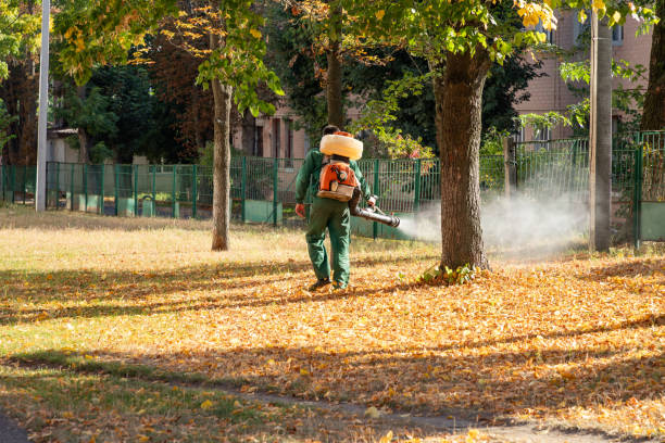 Best Spider Control Near Me  in Creve Coeur, MO