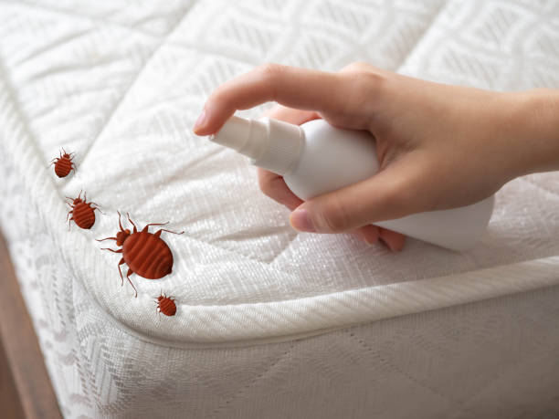 Best Wasp Removal Services  in Creve Coeur, MO